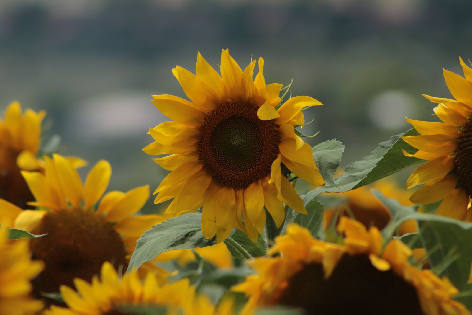 Canon EOS 200D (EOS Rebel SL2 / EOS Kiss X9) sample photo. Sunflower, agriculture, flora photography