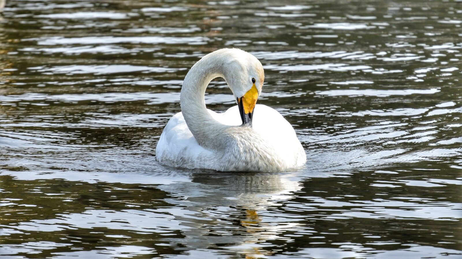 Nikon 1 Nikkor VR 30-110mm F3.8-5.6 sample photo. Animal, swan, waterfowl photography