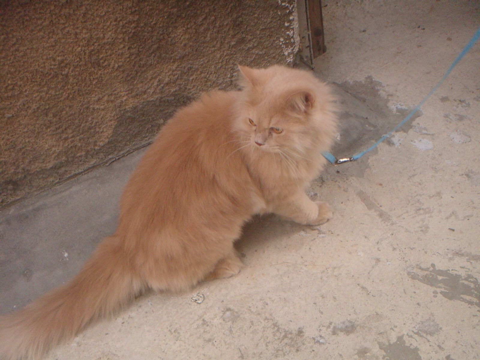 Sony DSC-T500 sample photo