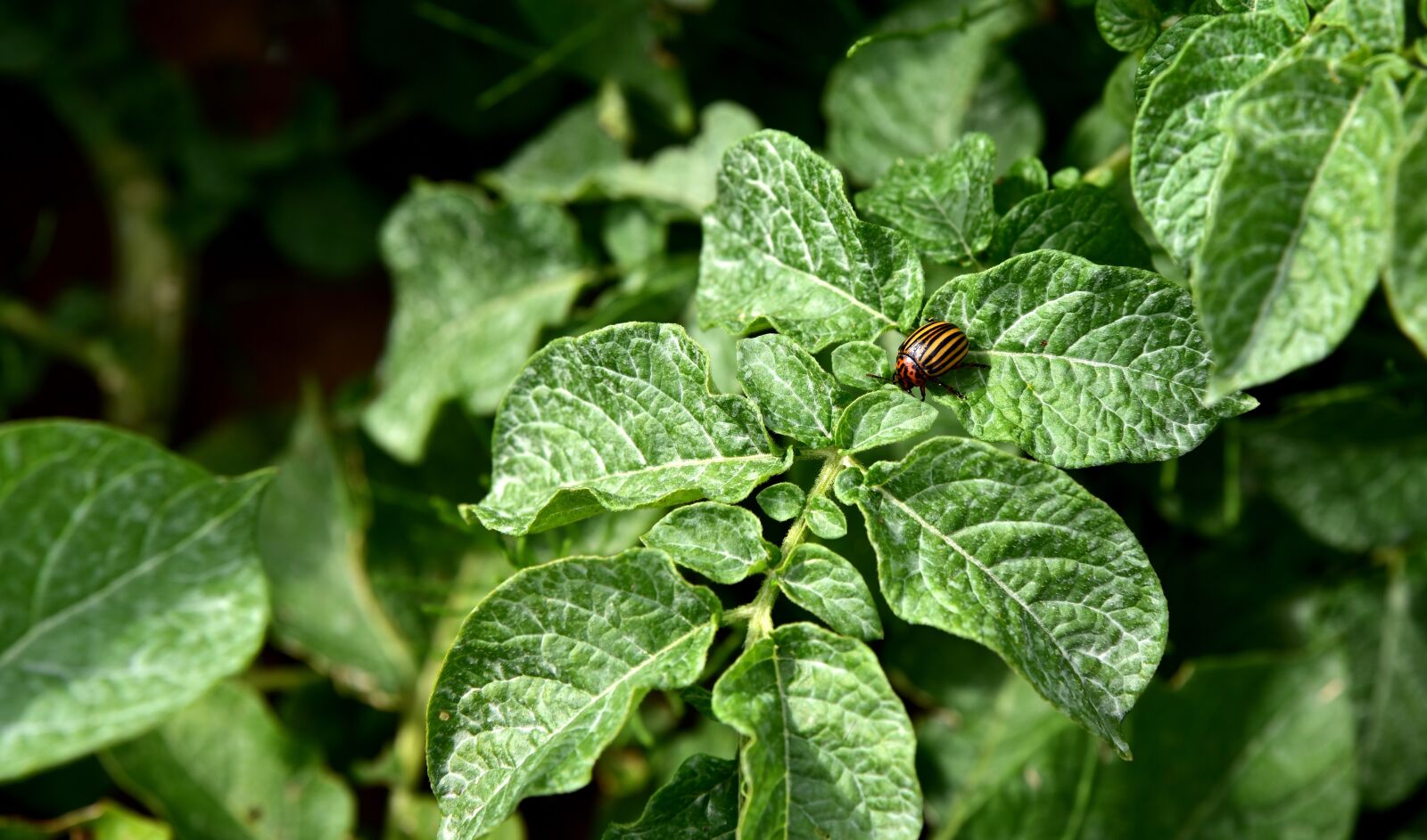 Nikon D750 sample photo. Potato green, potato plant photography