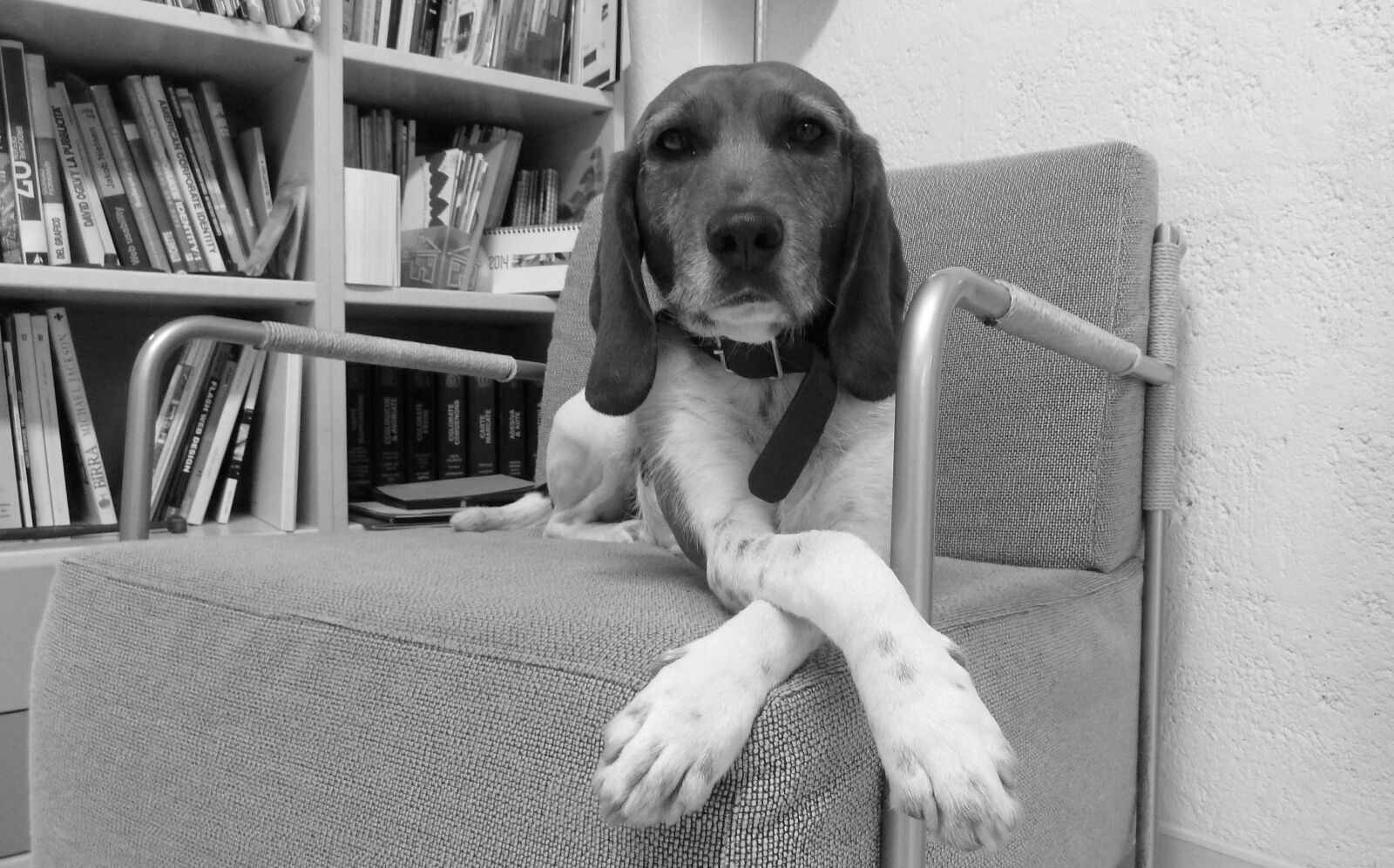 Panasonic Lumix DMC-ZS7 (Lumix DMC-TZ10) sample photo. Dog, beagle, sitting photography