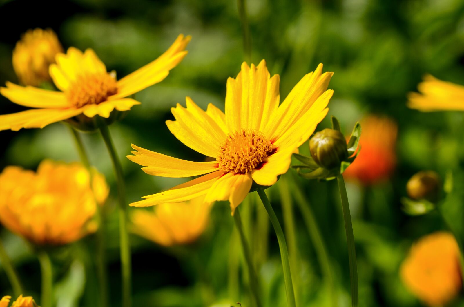 Nikon D7000 sample photo. Mädchenauge, yellow, garden photography