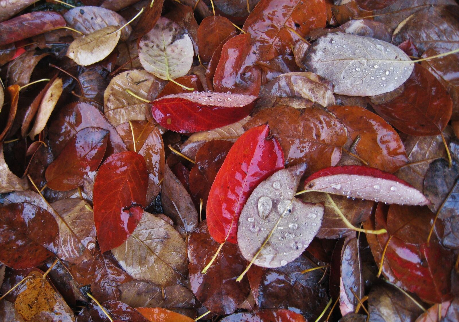Canon DIGITAL IXUS 860 IS sample photo. Wet leaves, fall foliage photography