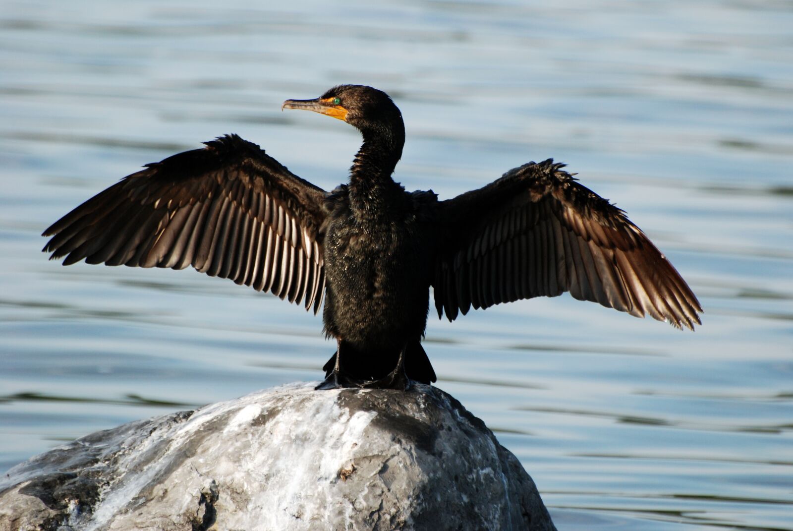 Nikon D80 sample photo. Cormorant, bird, wildlife photography