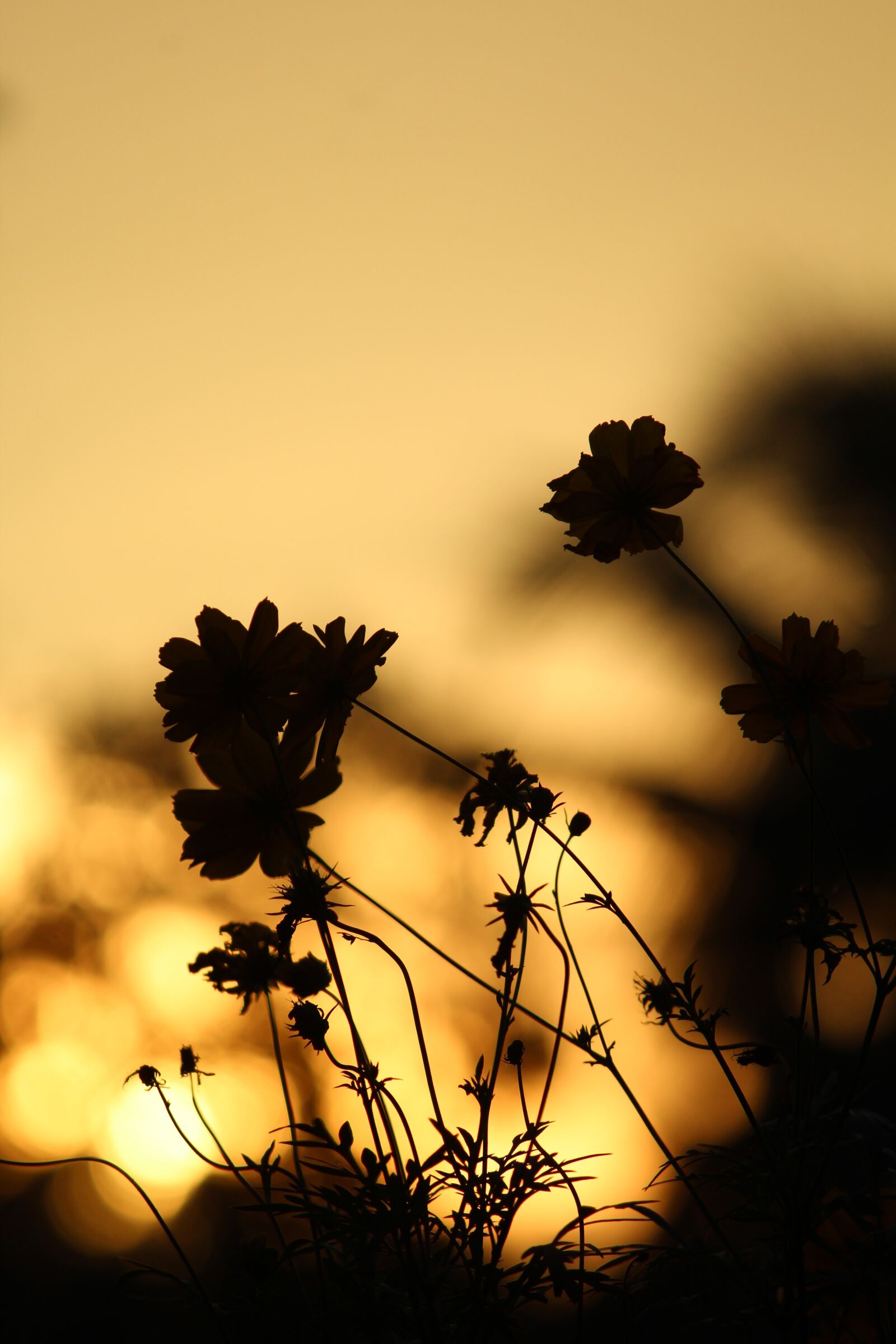 Canon EOS 1300D (EOS Rebel T6 / EOS Kiss X80) sample photo. Sunset, evening, silhouette photography