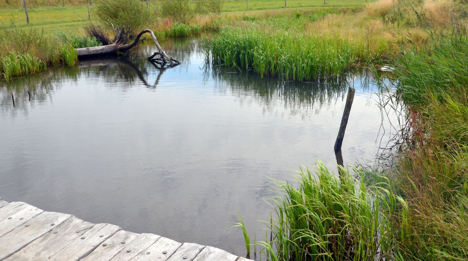 Nikon D5100 sample photo. Pond, web, mirroring photography