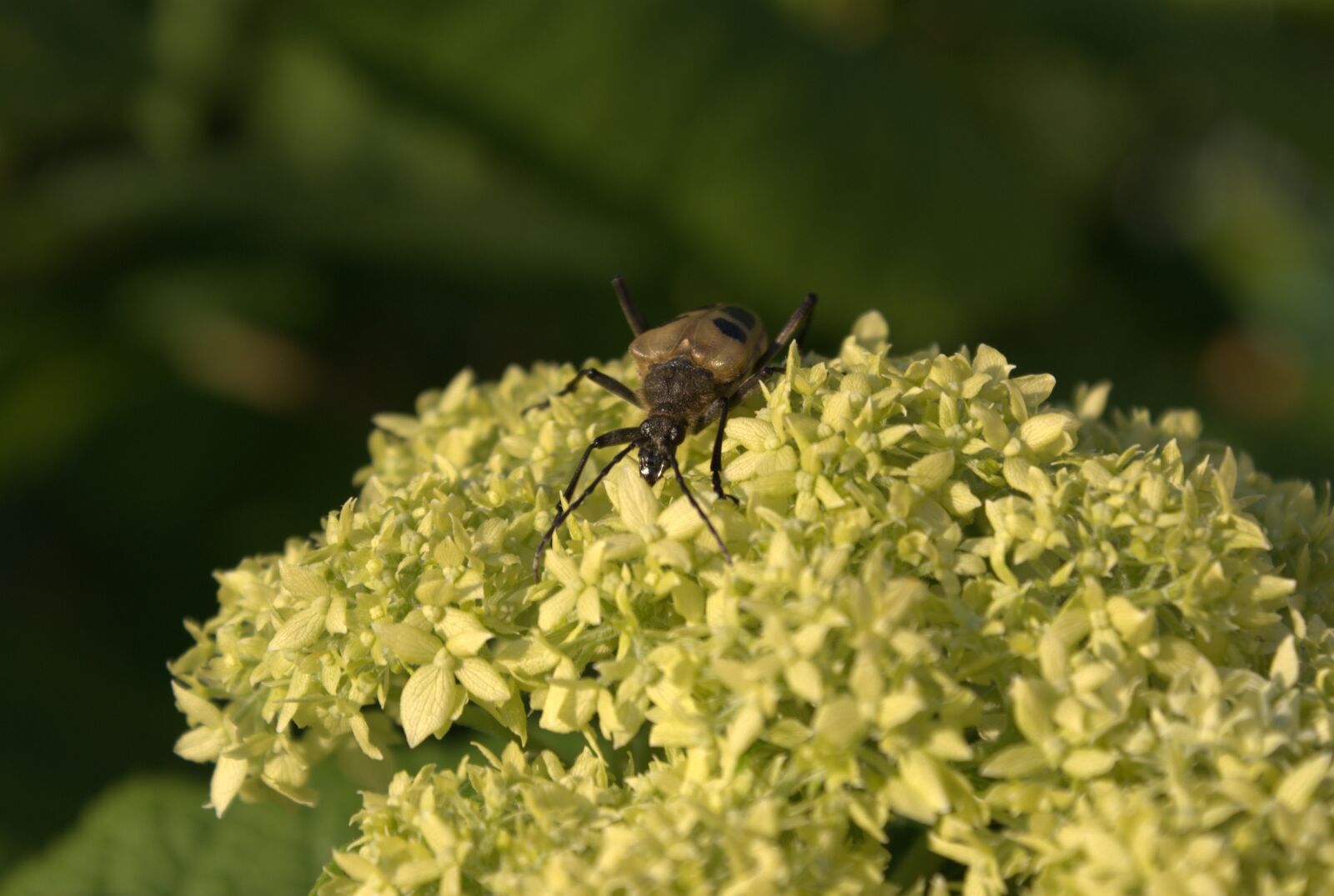 Sony Alpha DSLR-A300 sample photo. Bug, flower, nature photography