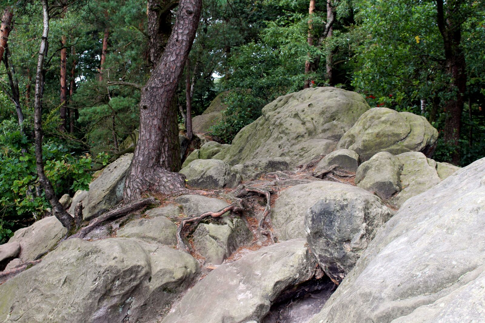 Canon EOS 700D (EOS Rebel T5i / EOS Kiss X7i) sample photo. D renther clip, teutoburg photography