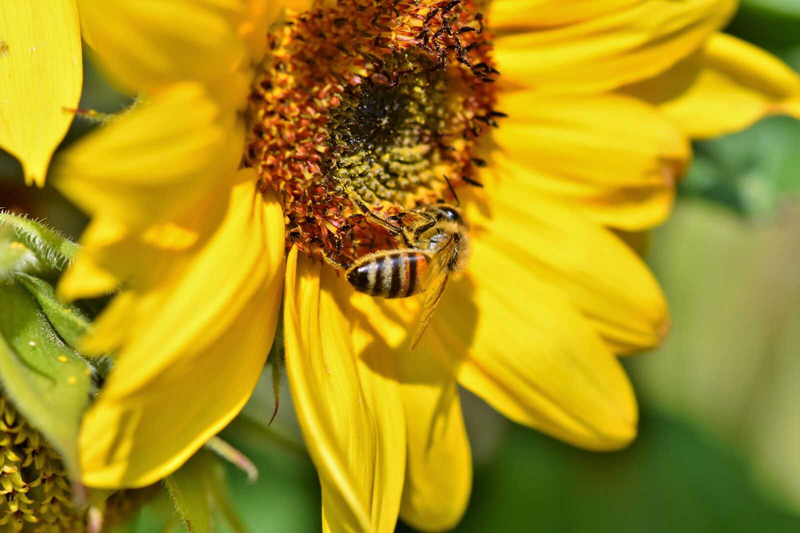Nikon D7200 sample photo. Sunflower, bee, insect photography