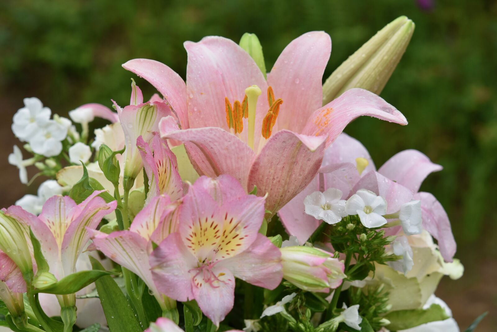 Nikon D5600 sample photo. Flower, flowers, flower lily photography