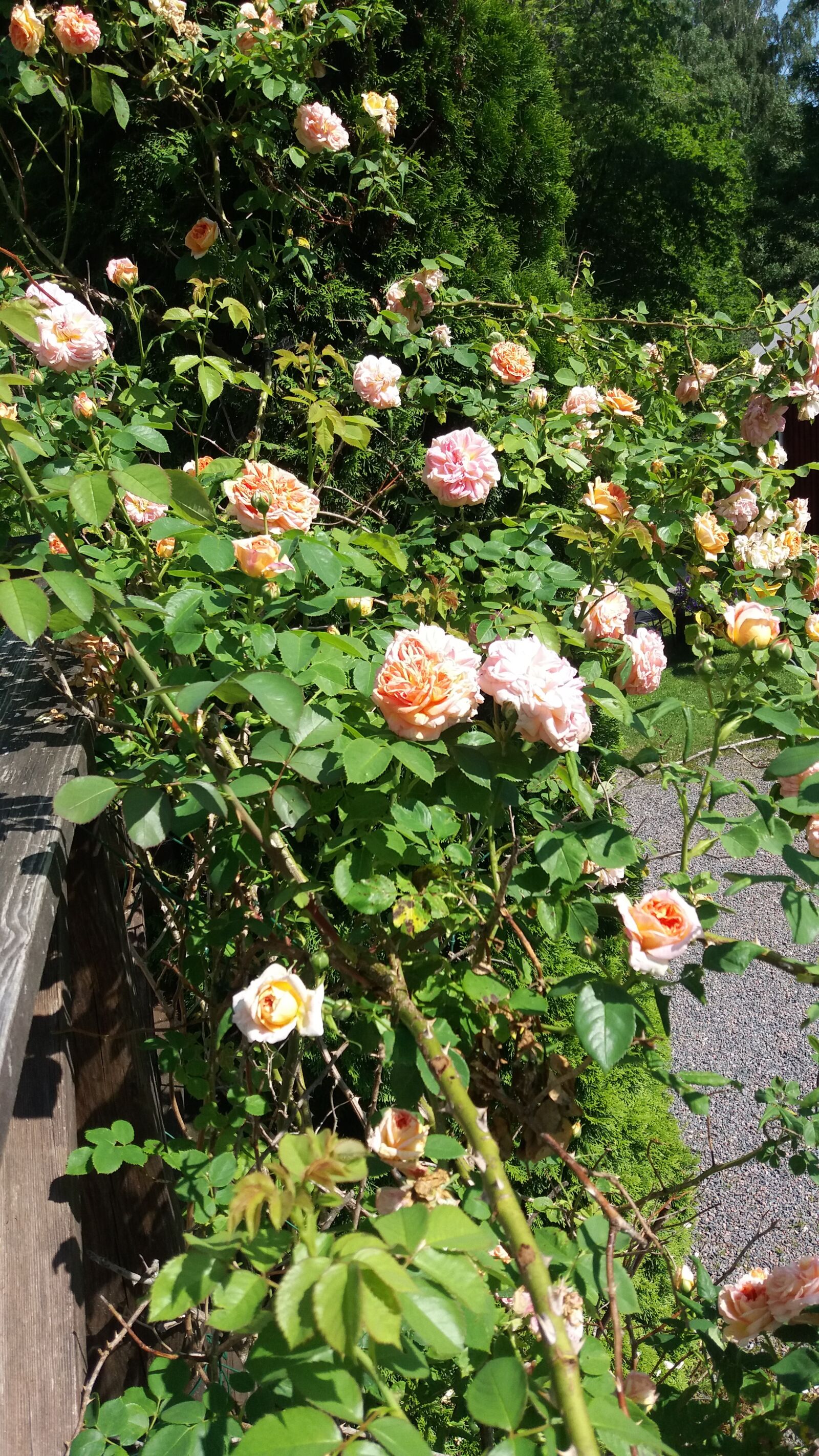 Samsung Galaxy J5 sample photo. Roses, kingdom, flowering photography