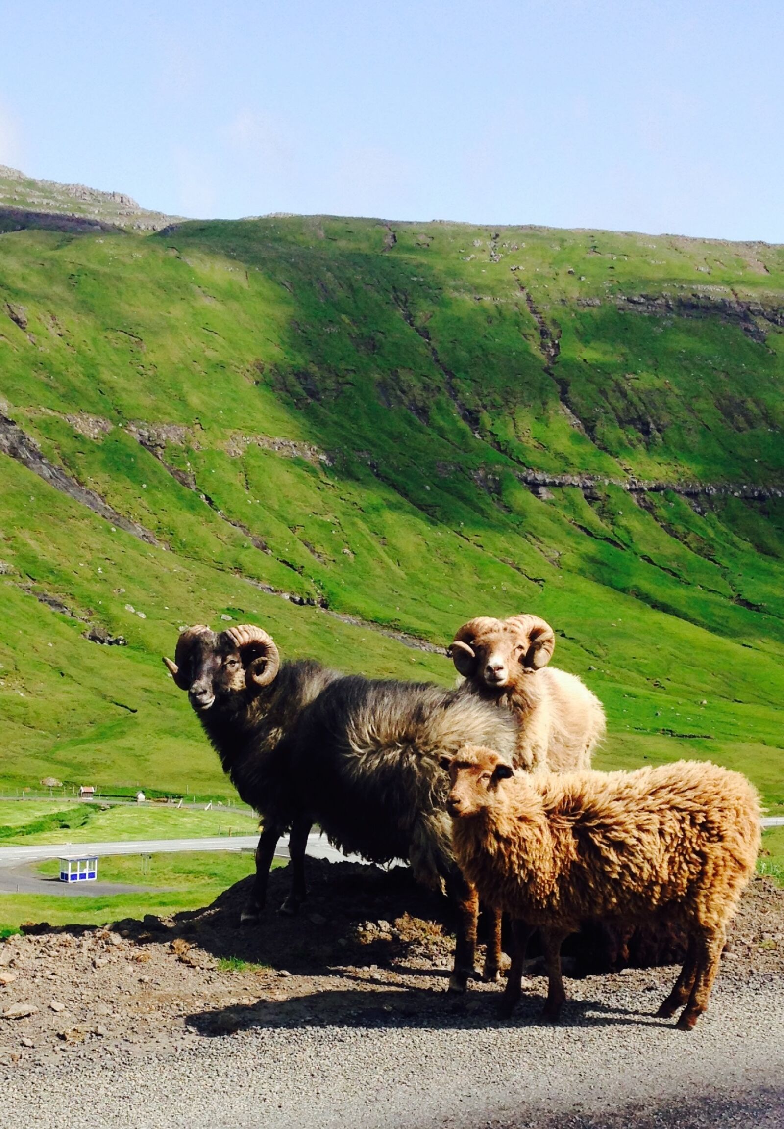 Apple iPhone 5c sample photo. Faroeislands, sheeps, nature photography