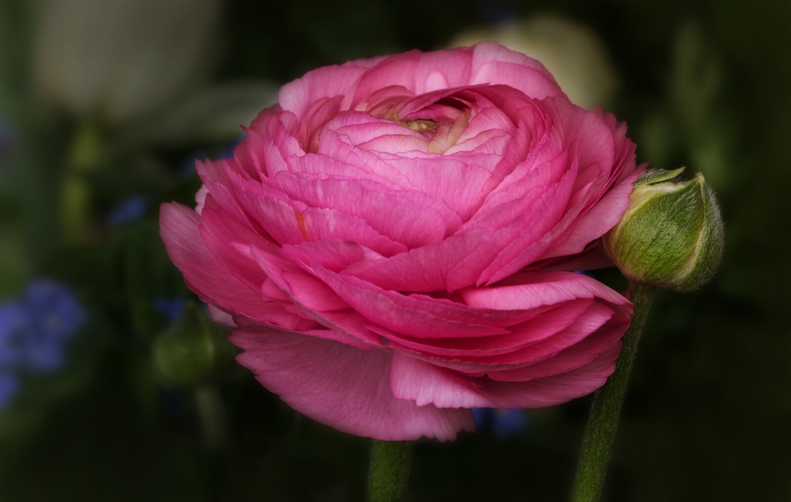 Canon EOS 7D Mark II sample photo. Nature, flowers, ranunculus photography