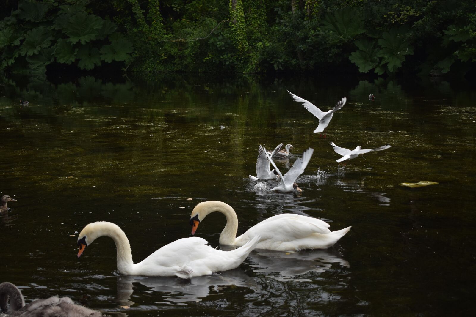 Nikon D3300 sample photo. Swans, birds, pond photography