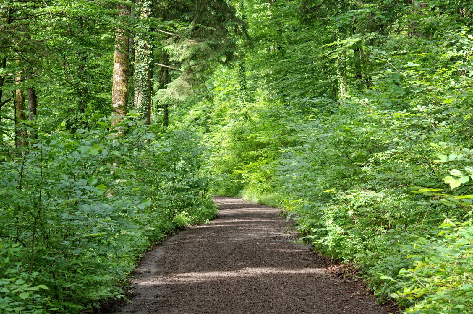 55.0-200.0mm f/4.0-f/5.6 sample photo. Away, forest path, nature photography