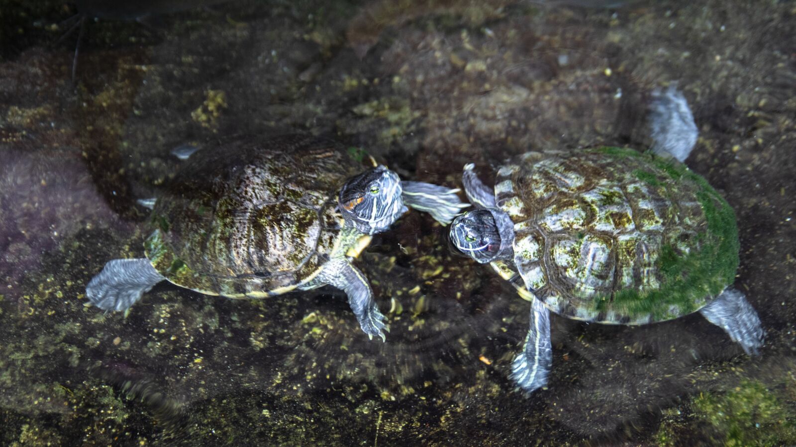 Tamron SP AF 17-50mm F2.8 XR Di II LD Aspherical (IF) sample photo. Turtle, animal, water photography