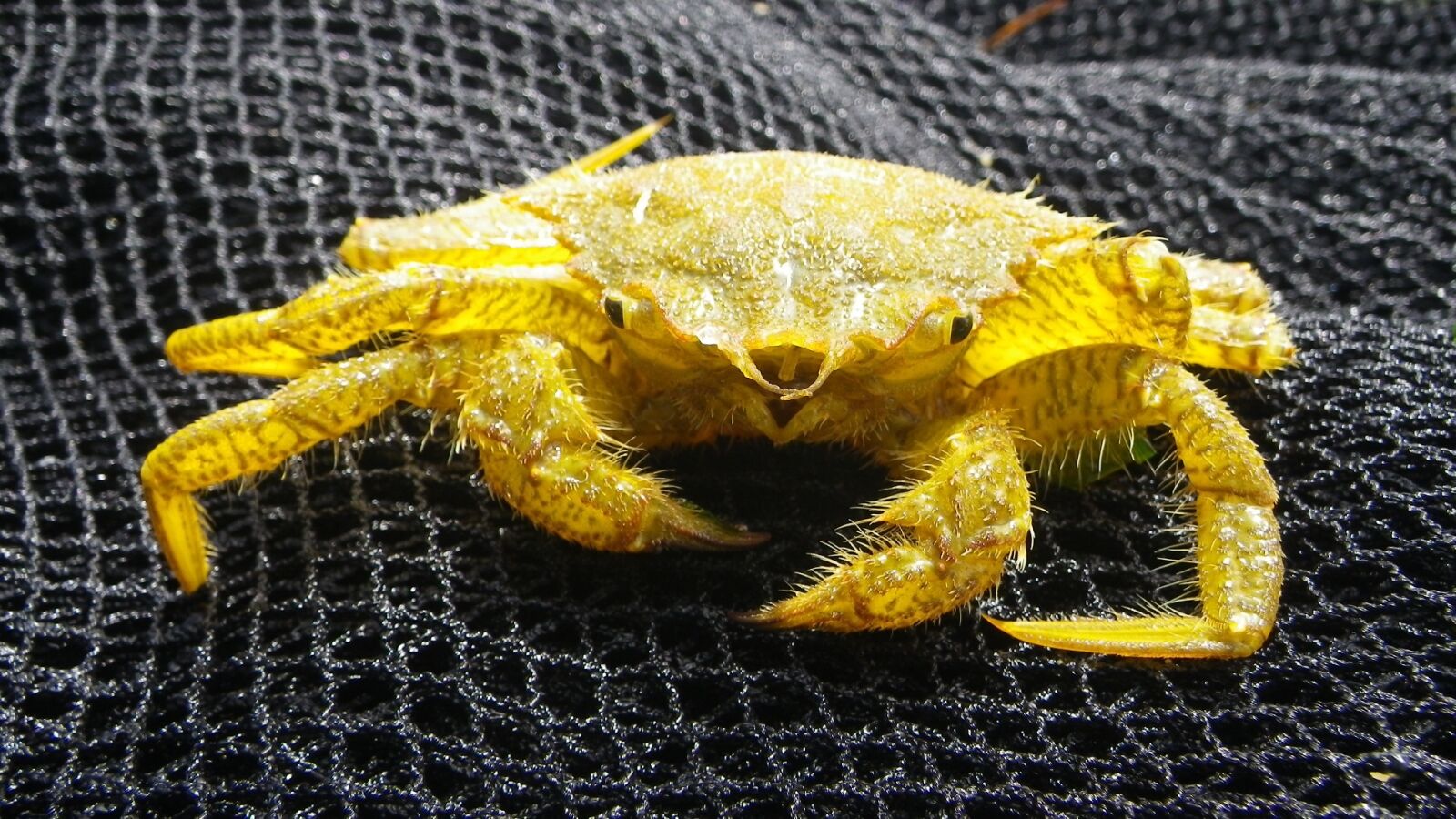 Pentax Optio W90 sample photo. Crab, crustacean, food photography