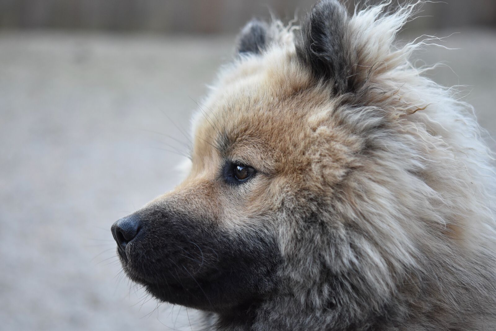 Nikon D5600 sample photo. Dog, portrait dog profile photography