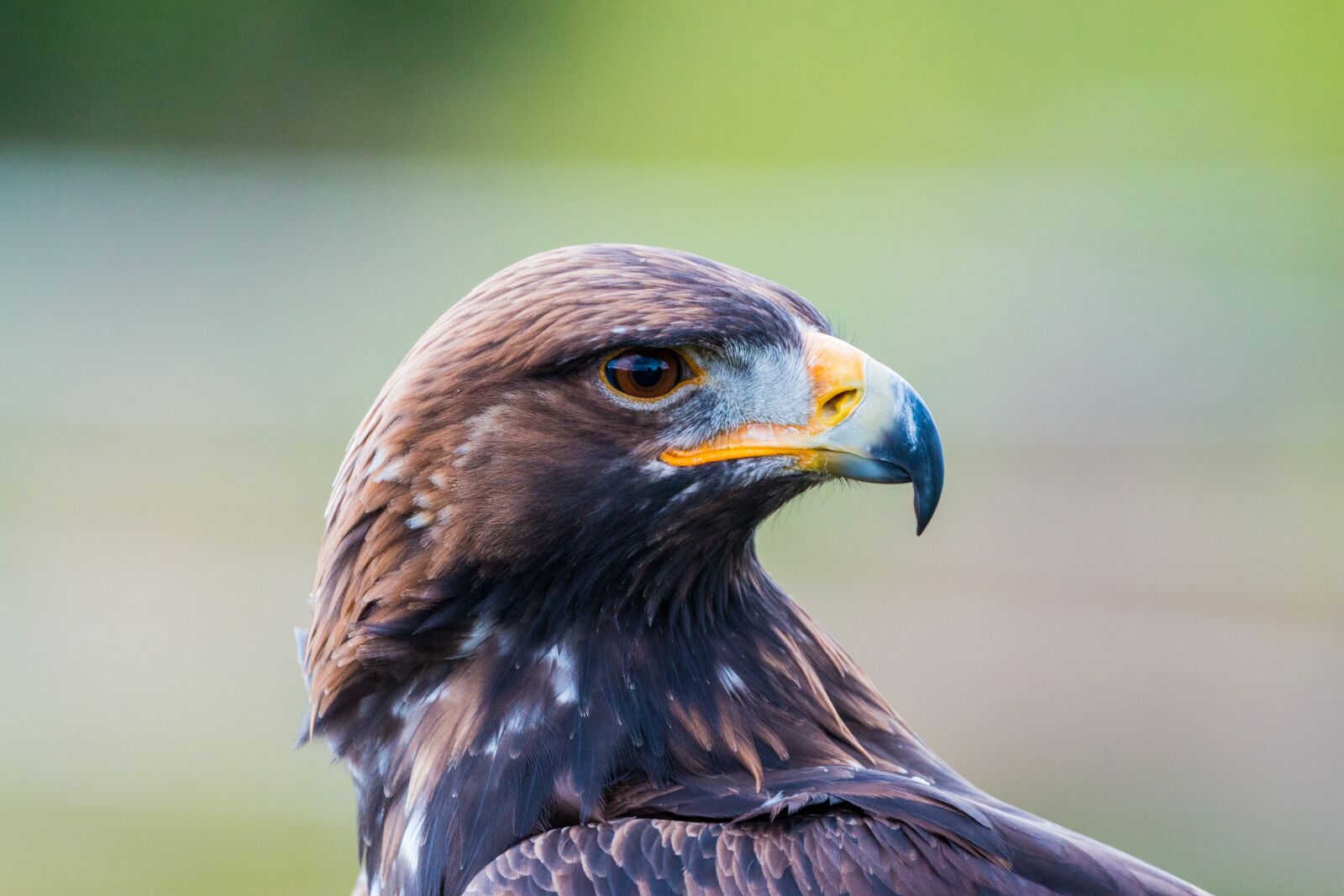 150-600mm F5-6.3 DG OS HSM | Contemporary 015 sample photo. Golden eagle, adler, bird photography