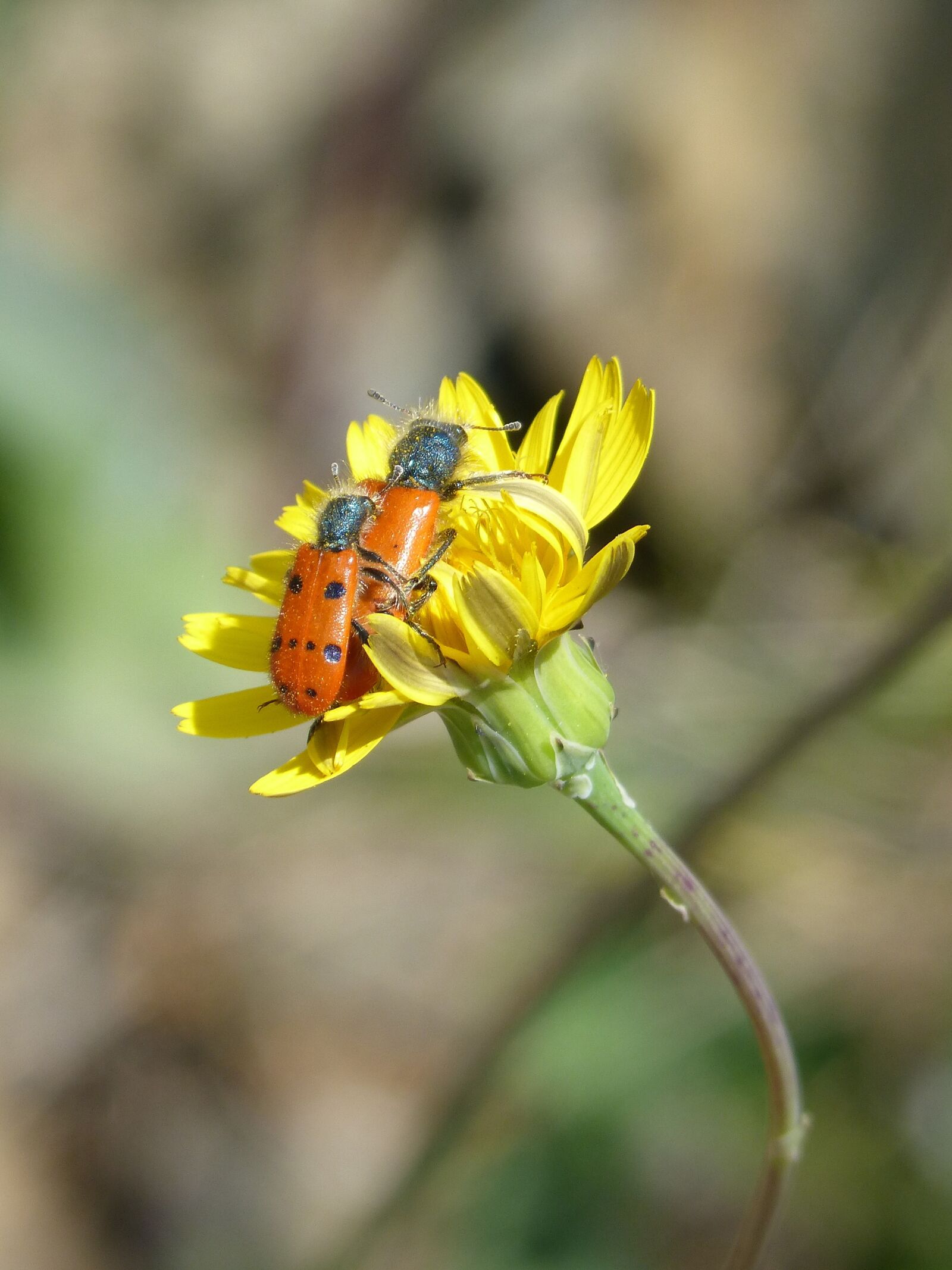 Panasonic DMC-FZ62 sample photo. Beetle meloideo, false ladybird photography
