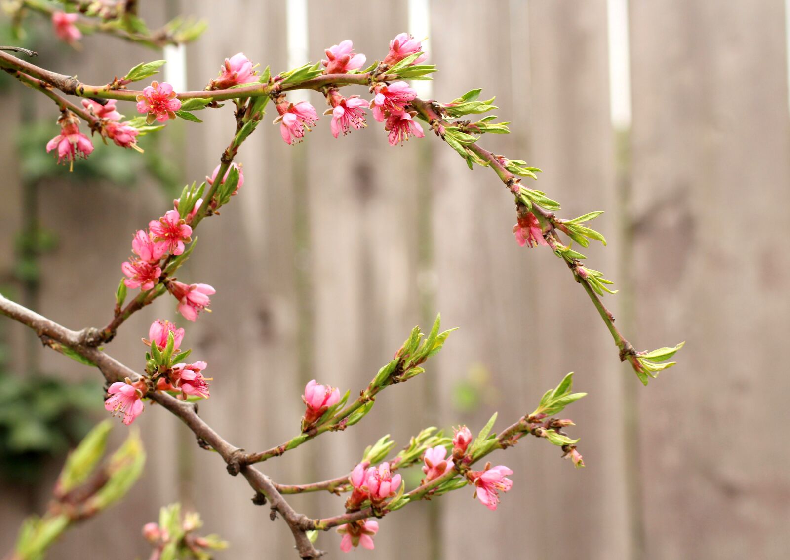 Canon EOS 1200D (EOS Rebel T5 / EOS Kiss X70 / EOS Hi) sample photo. Sprig, fruit tree, flowering photography