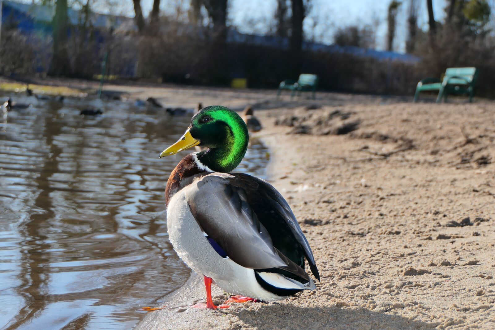 Panasonic Lumix DMC-FZ2500 (Lumix DMC-FZ2000) sample photo. Mallard duck, tom, coloration photography