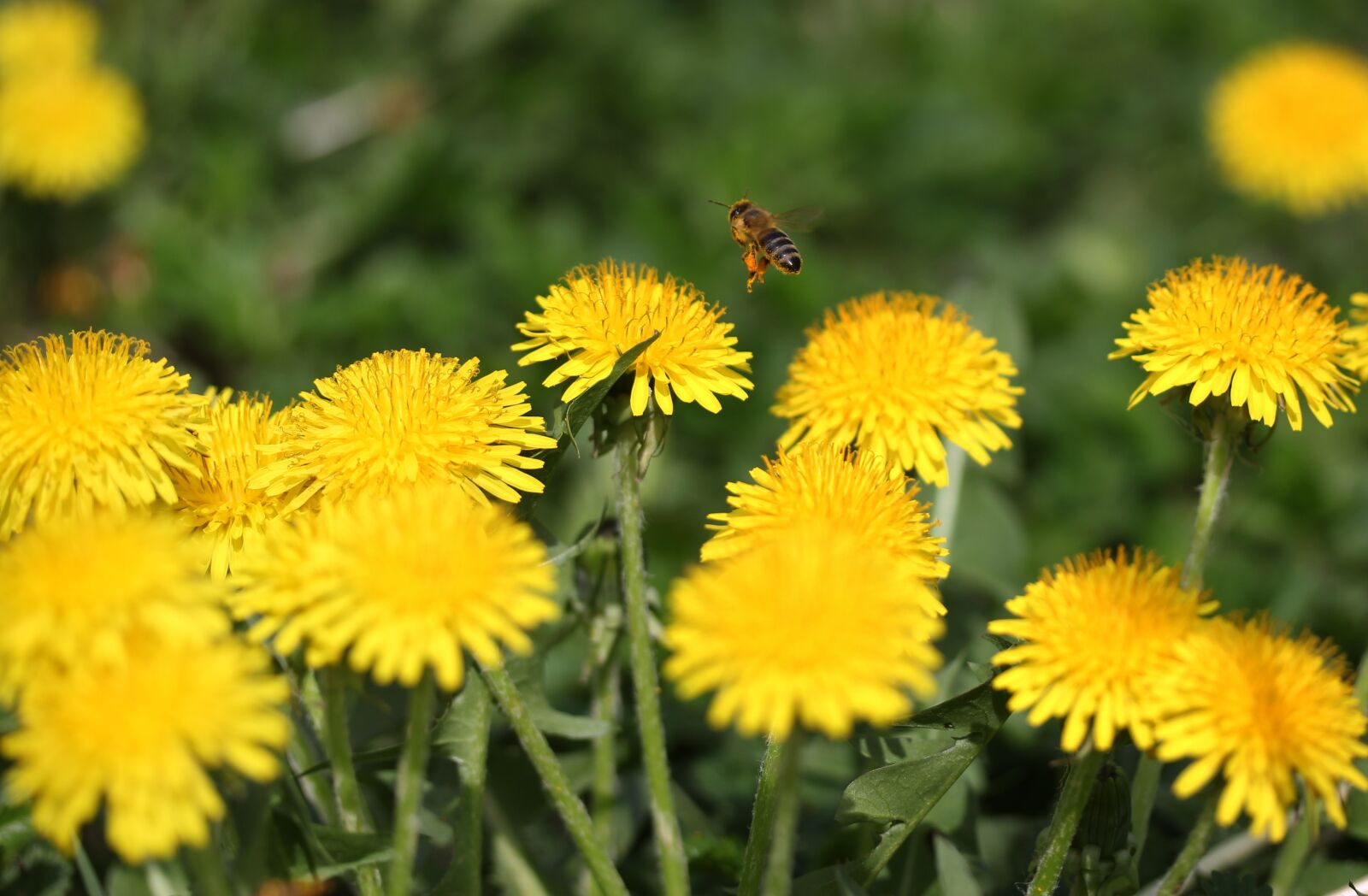 Canon EF-S 60mm F2.8 Macro USM sample photo. Dandelion, bee, insecta photography