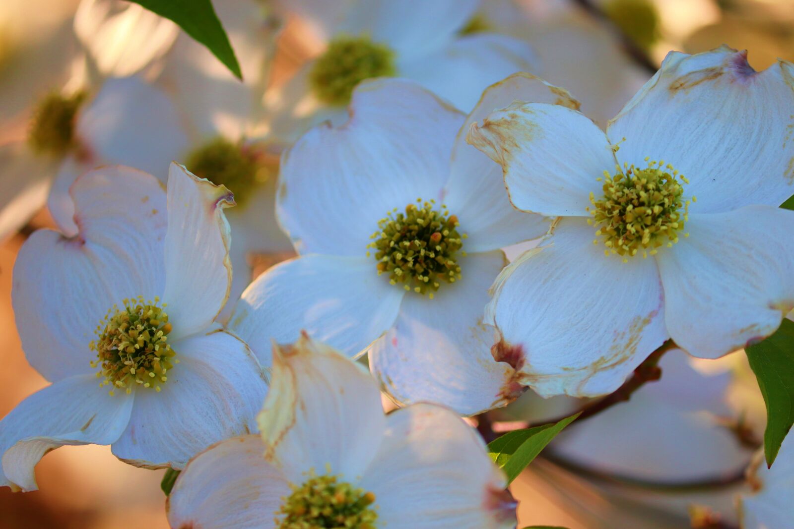 Canon EOS 200D (EOS Rebel SL2 / EOS Kiss X9) sample photo. Dogwood, cornus, dogwood greenhouse photography