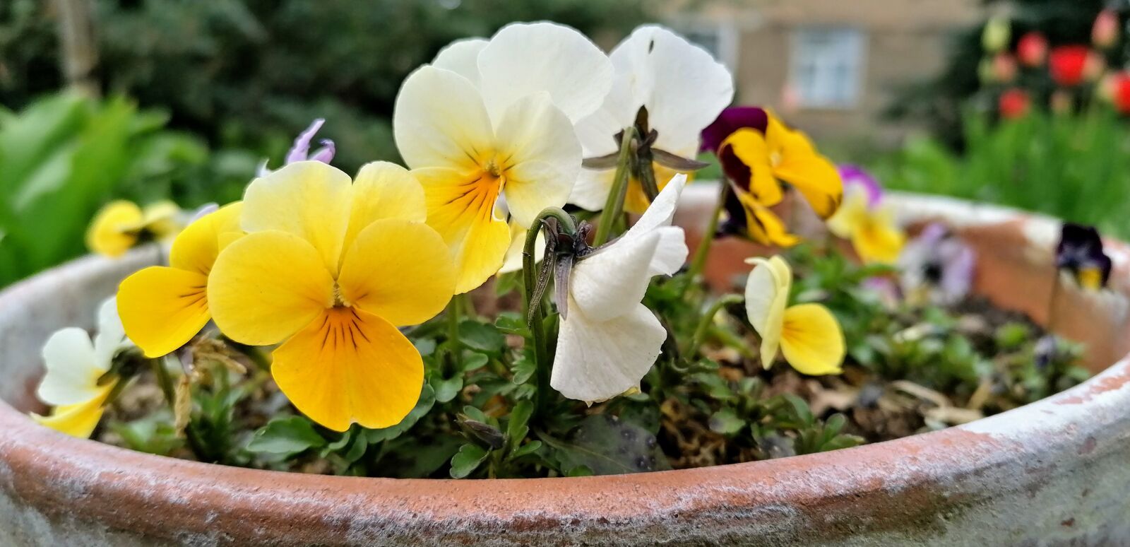 HUAWEI P30 LITE sample photo. Pavasaris, d rz, maz photography