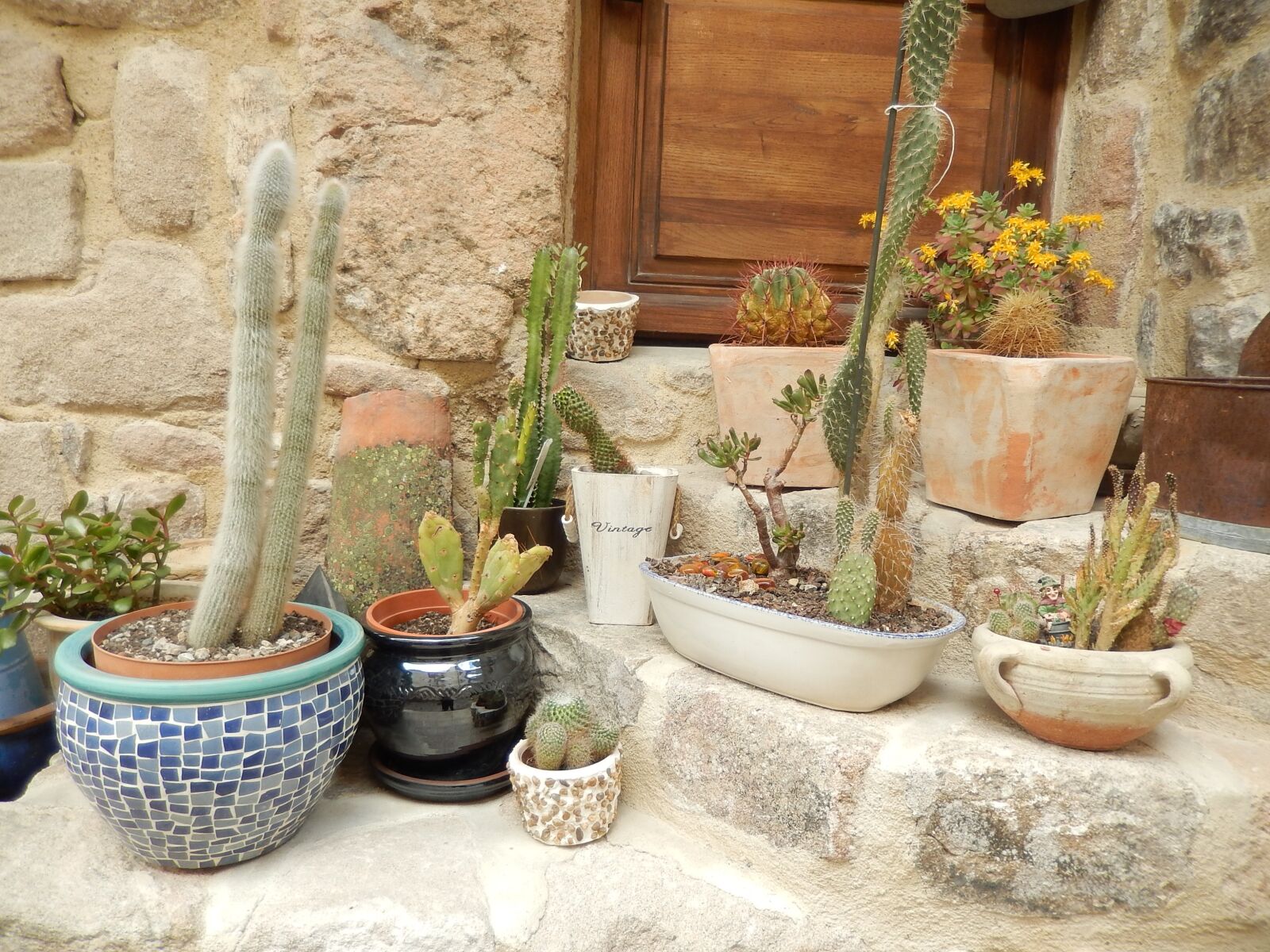 Nikon Coolpix S9500 sample photo. Cactus, plants, nature photography