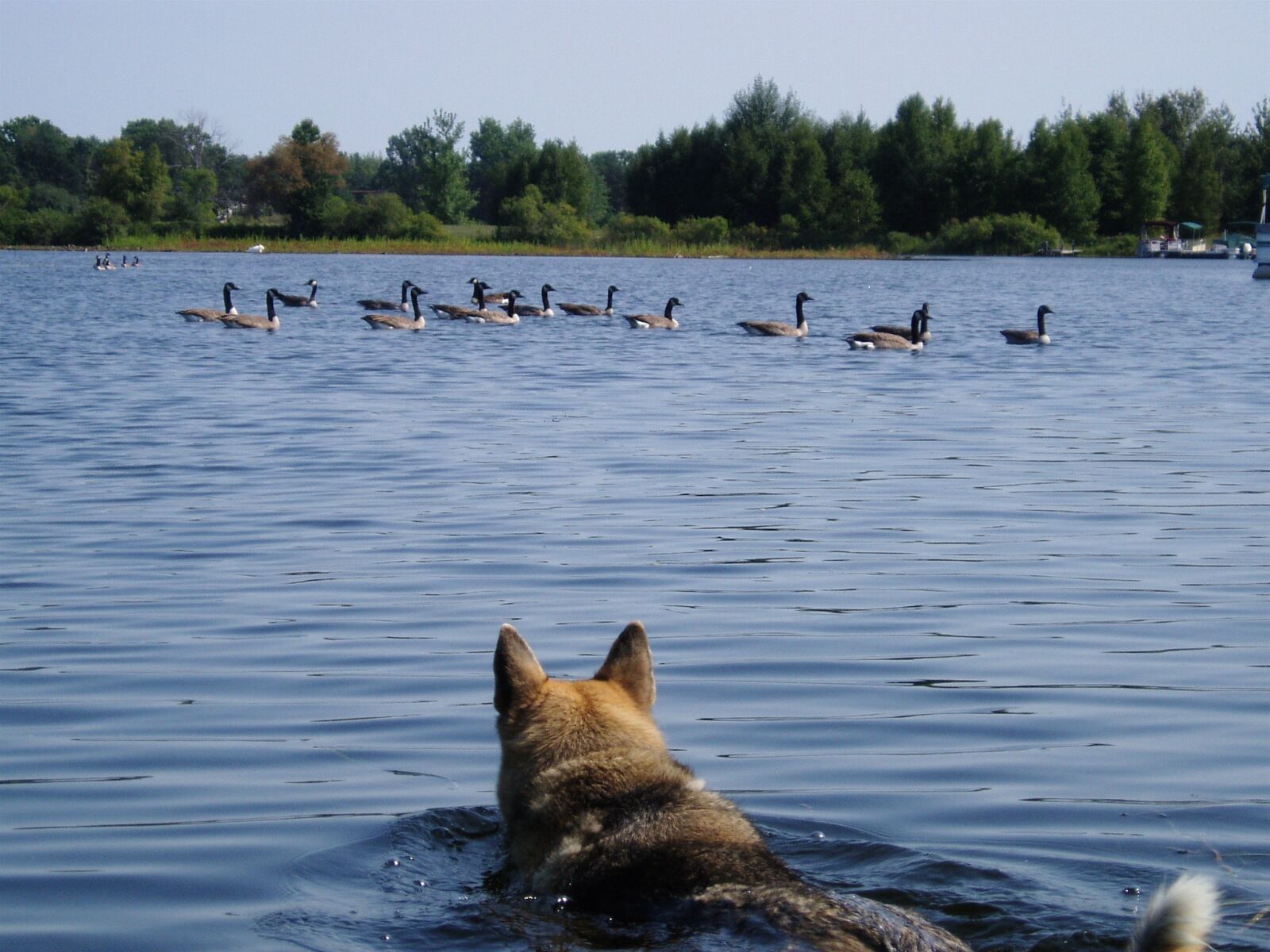 Olympus u10D,S300D,u300D sample photo. Hunting, dogs, animal photography
