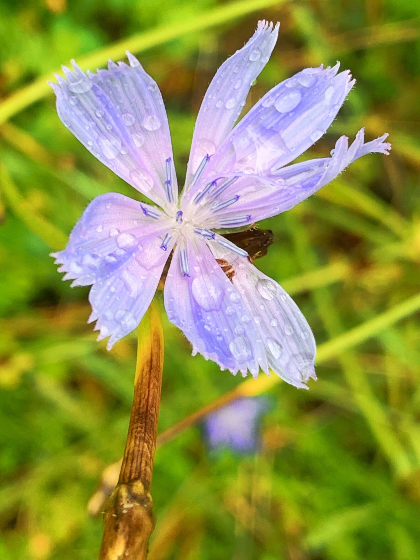 Apple iPhone XS Max + iPhone XS Max back dual camera 4.25mm f/1.8 sample photo. Rain drops, wildflower, flower photography