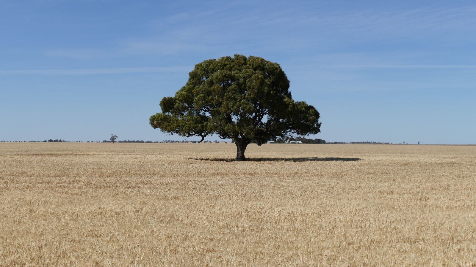 Panasonic Lumix DMC-FZ1000 sample photo. Tree, farmland, victoria photography