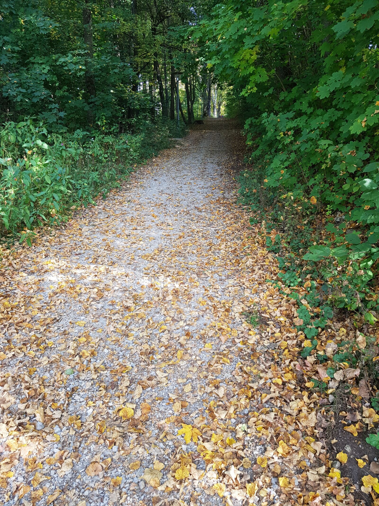 Samsung Galaxy S8+ sample photo. Path, woods, forest photography