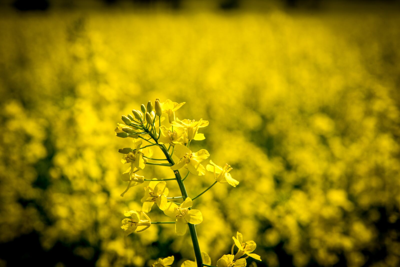 Nikon D750 sample photo. Oilseed rape, rape blossom photography