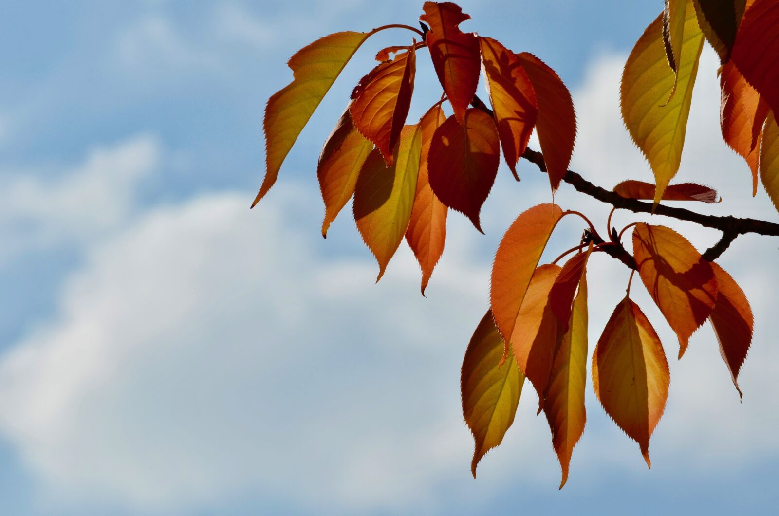 Nikon D5100 sample photo. Fall foliage, colorful, leaves photography