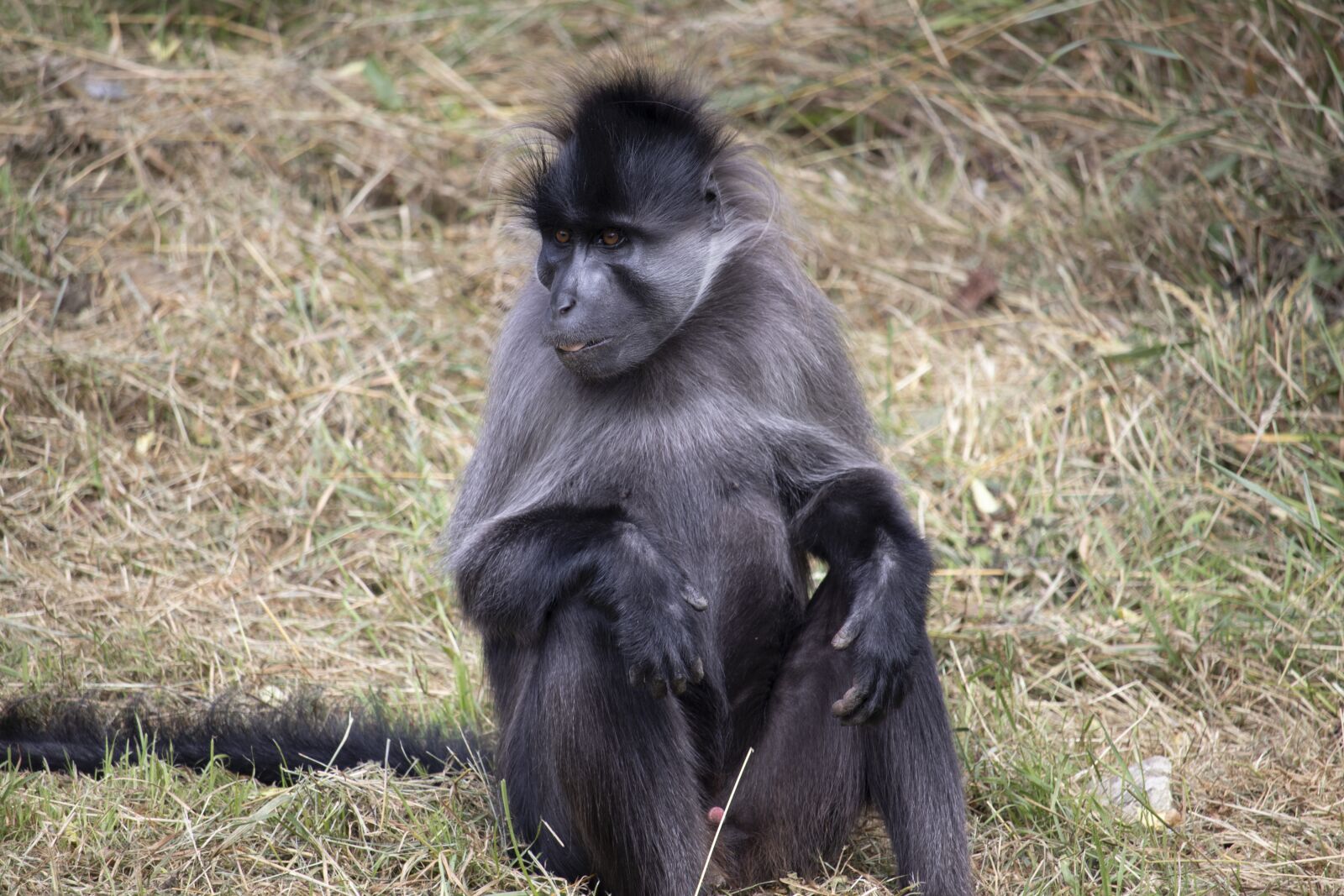 Canon EOS 77D (EOS 9000D / EOS 770D) sample photo. Grey-cheeked mangabey, animal, fota photography
