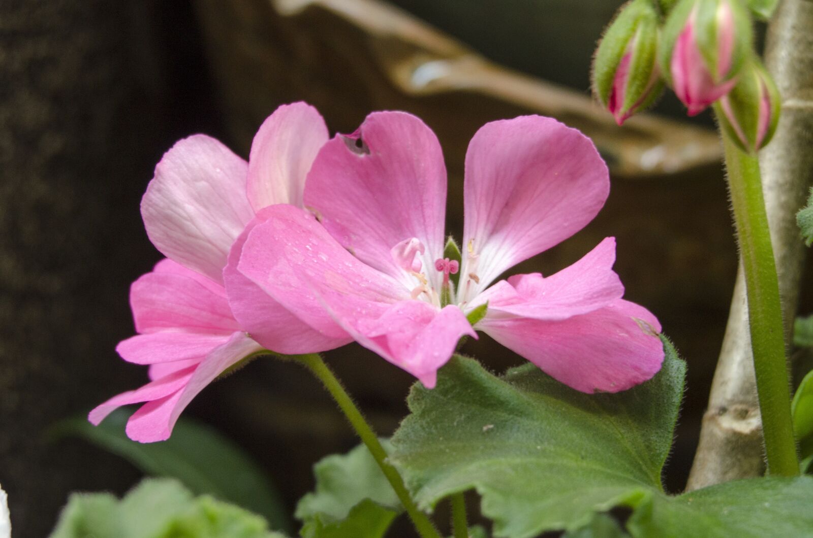Nikon D5100 sample photo. Flowers, affix, close shot photography