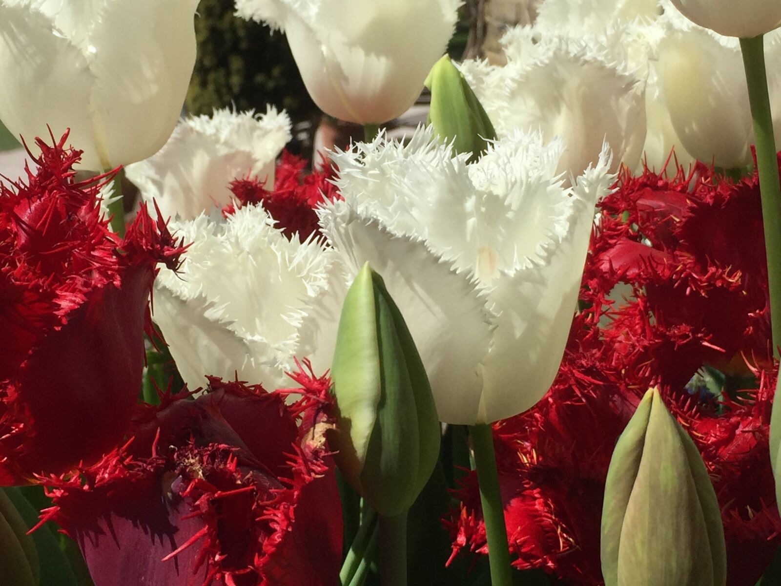 iPhone 6 Plus back camera 4.15mm f/2.2 sample photo. Red, white, tulips photography
