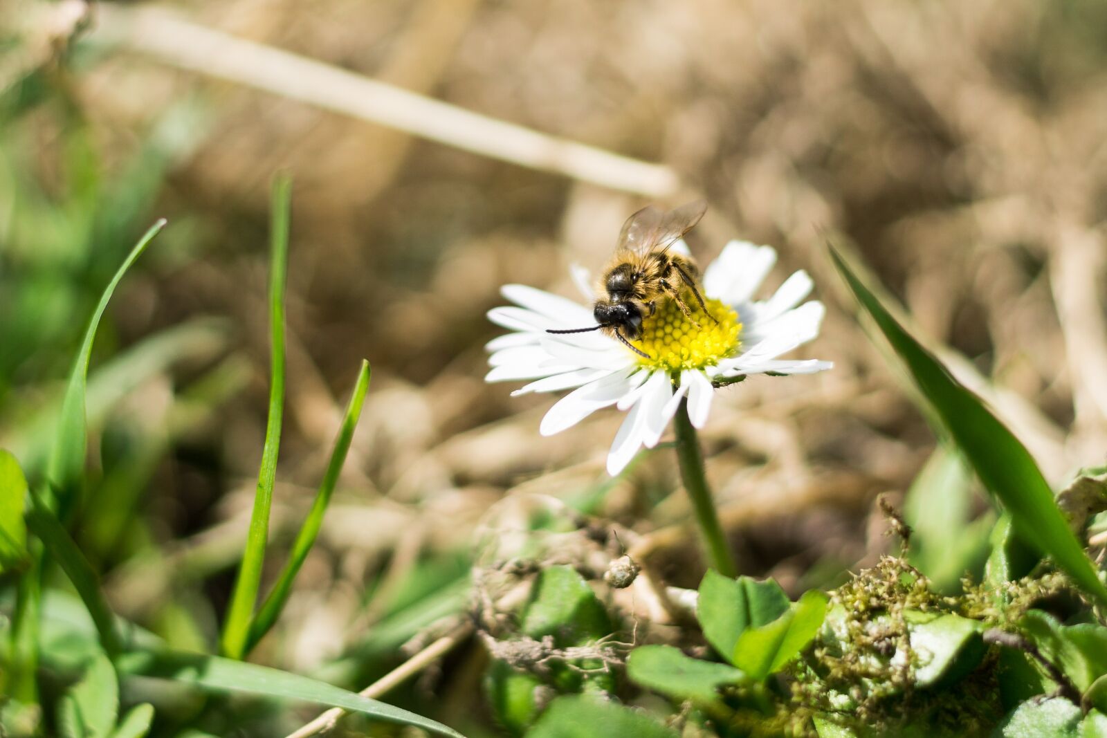 Sony a6000 + Sony DT 50mm F1.8 SAM sample photo. Bee, close up, flower photography