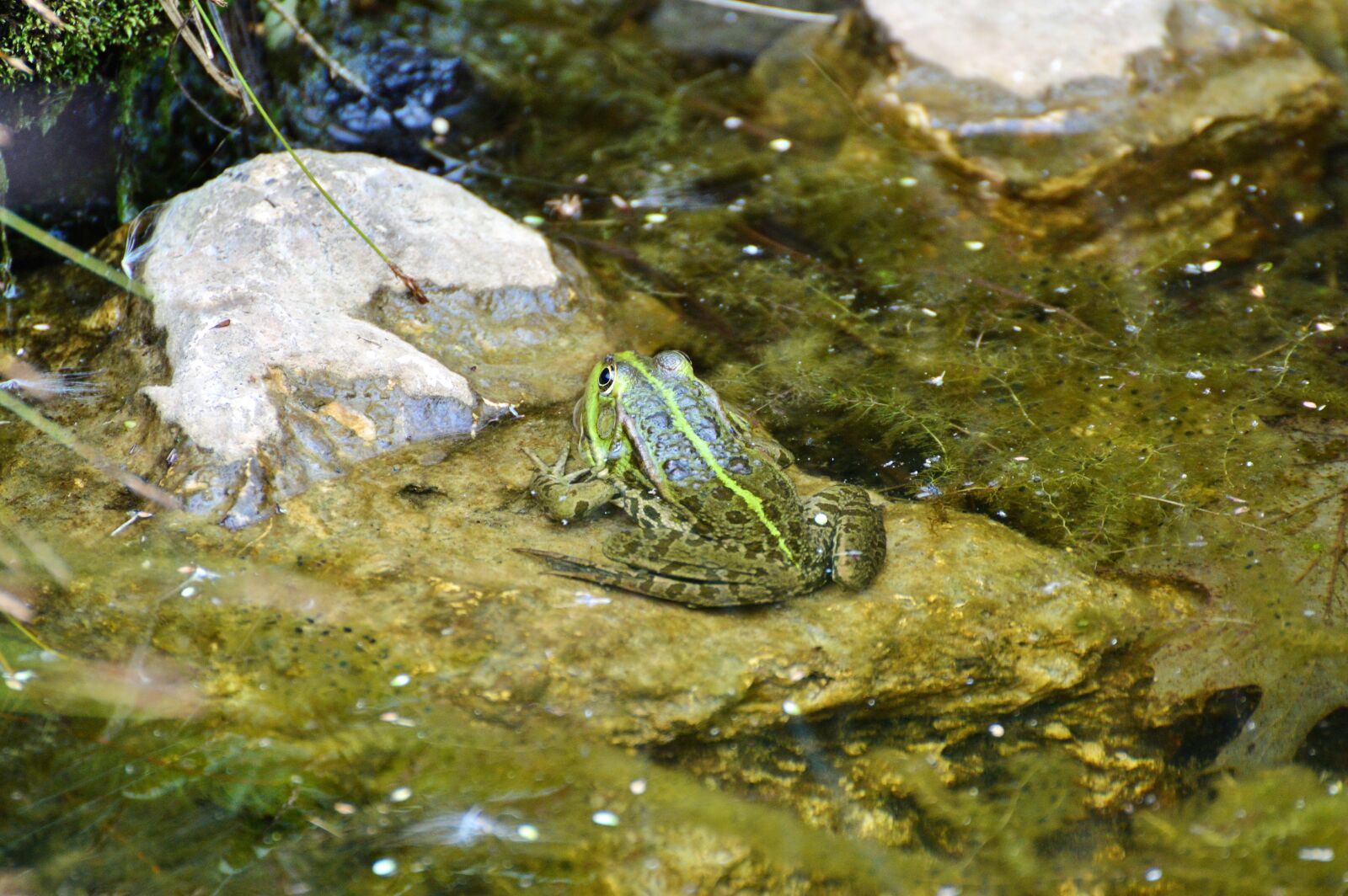 Nikon D3200 sample photo. Frog, pond, garden pond photography