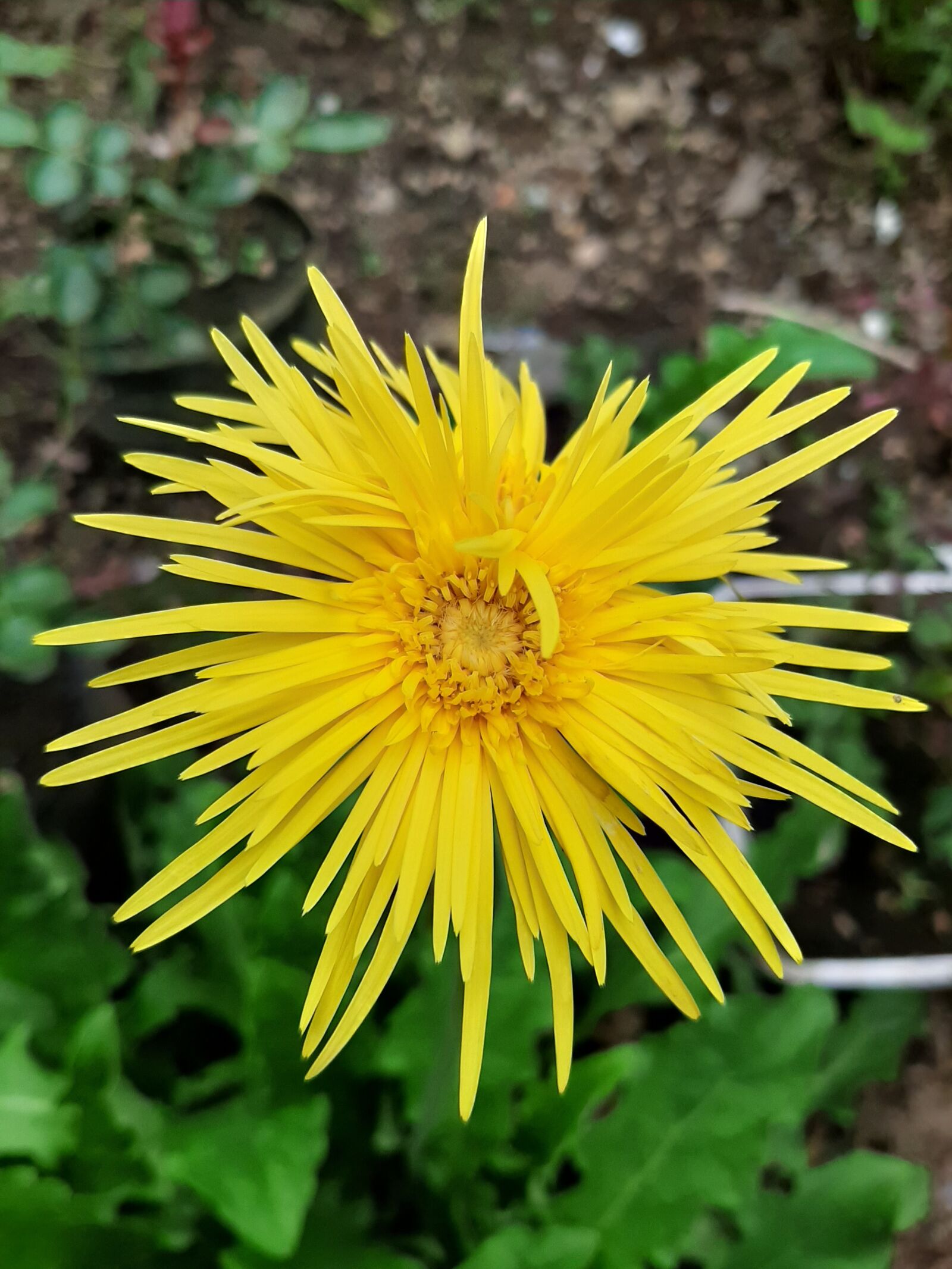 Samsung Galaxy A50 sample photo. Yellow, flower, sunflower photography