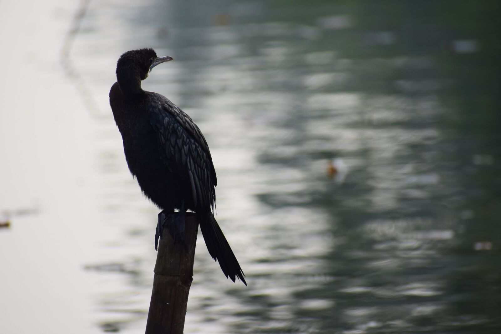 Nikon D5600 sample photo. Bird, nature, wildlife photography
