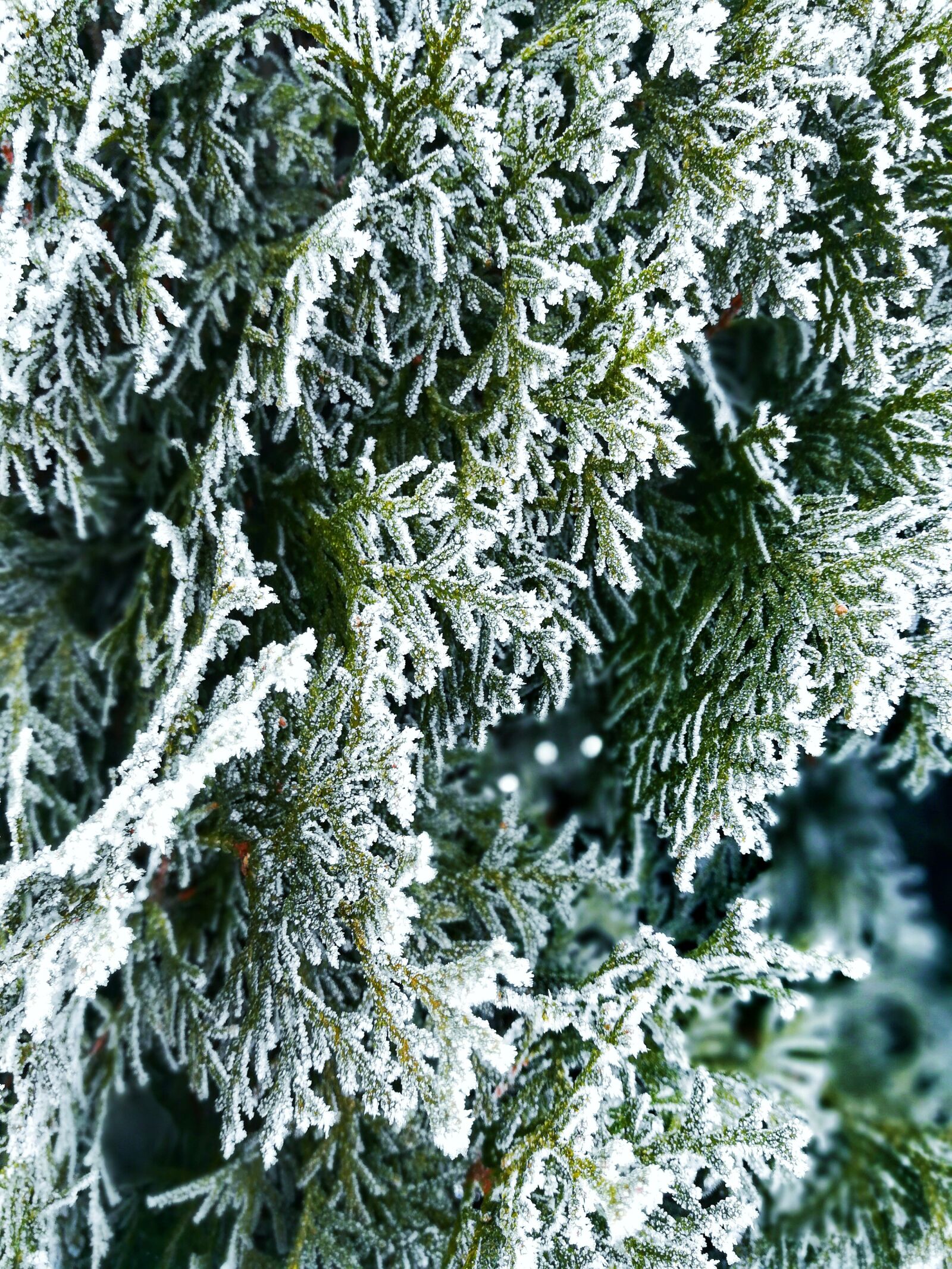 HUAWEI GR5 2017 sample photo. Winter, tree, christmas photography