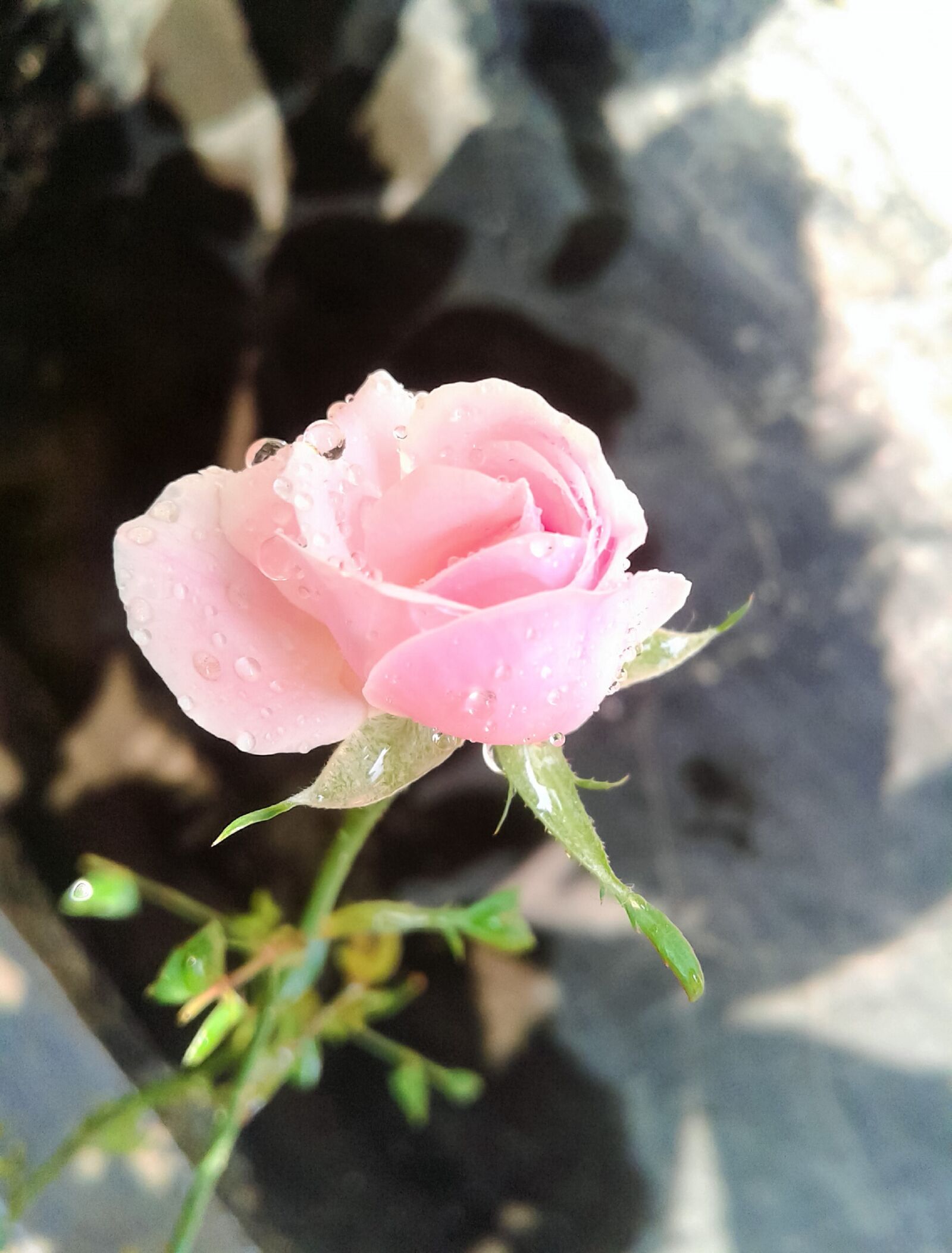 Samsung Galaxy J1 Ace sample photo. Rose, cute rose, fresh photography