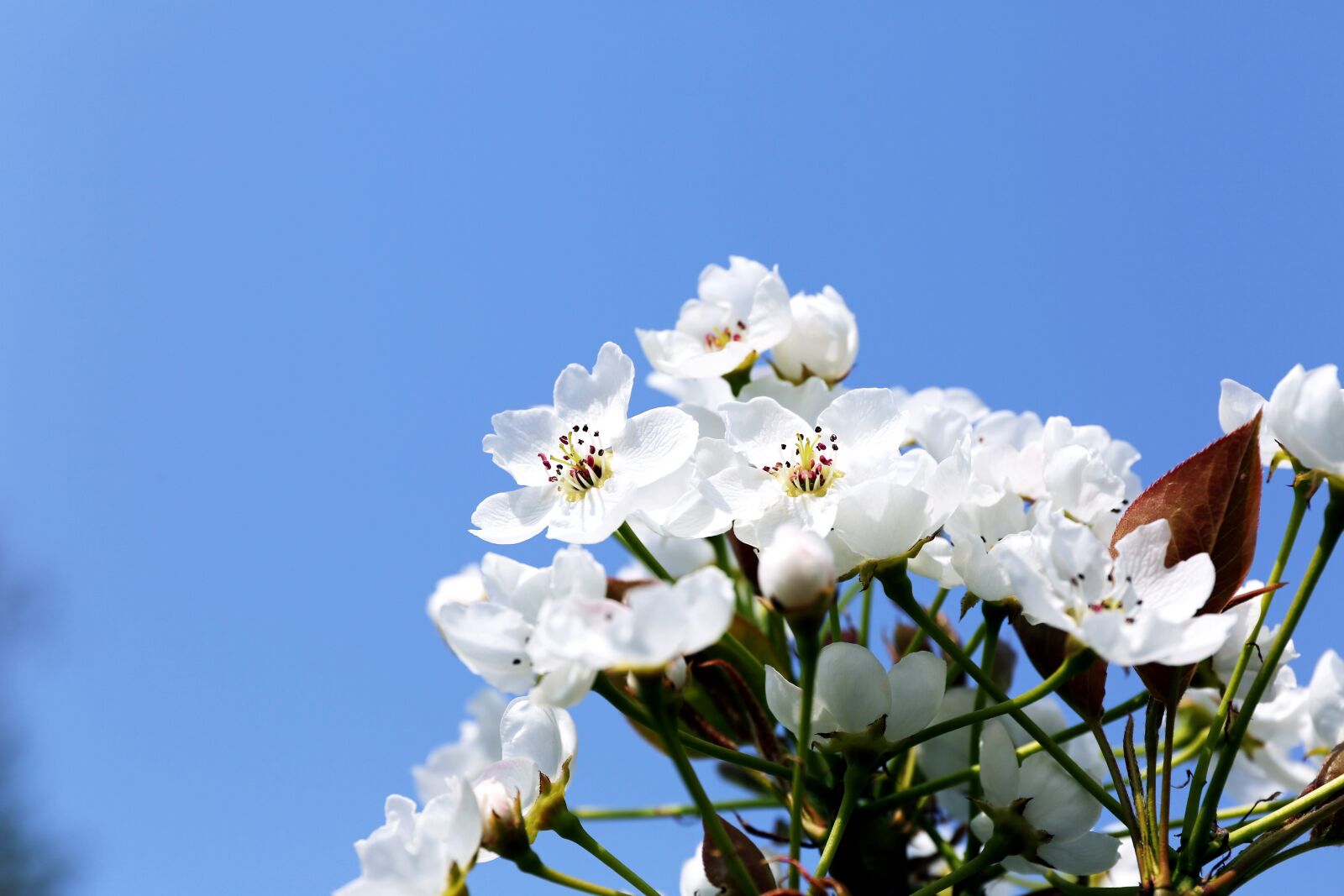 Canon EF 24-70mm F4L IS USM sample photo. Flowers, nature, plants photography