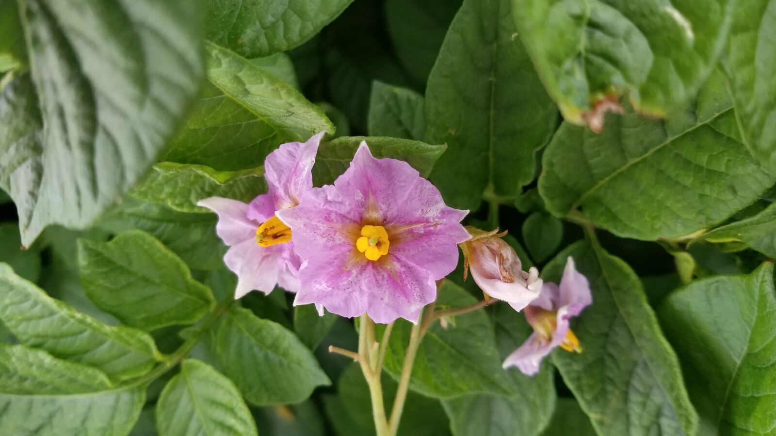 Samsung Galaxy S8 sample photo. Field, crop, plant photography