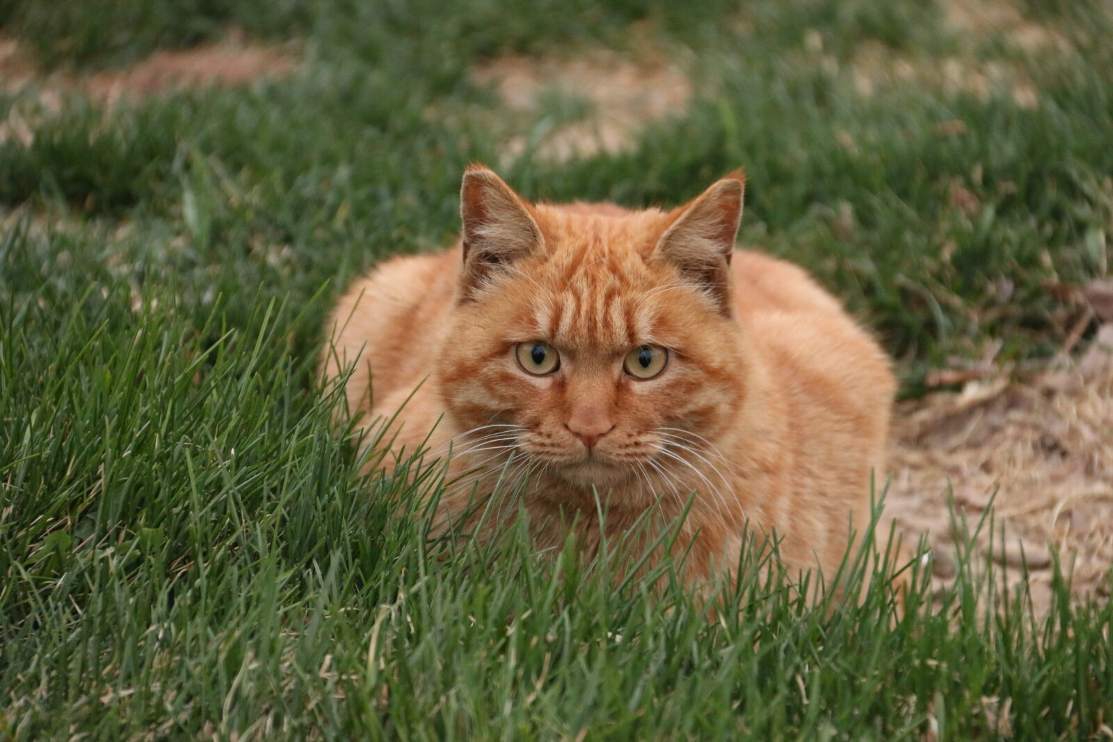 Canon EF-S 18-200mm F3.5-5.6 IS sample photo. Cat, animal, pets photography