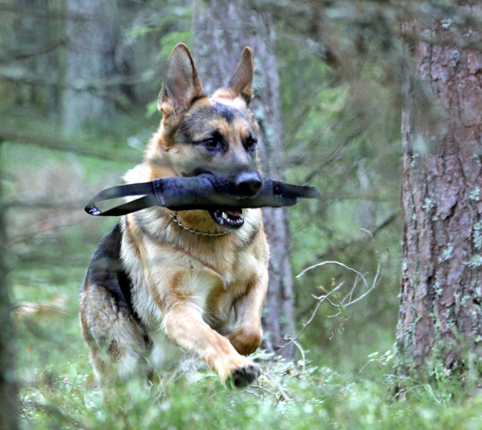 Canon EOS 550D (EOS Rebel T2i / EOS Kiss X4) sample photo. German shepherd dog, male photography