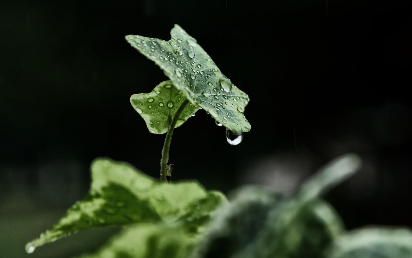 Canon EF-S 17-85mm F4-5.6 IS USM sample photo. Rain, winters, leaf photography